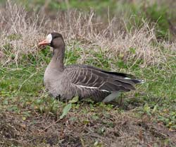 Greater White-fronted Goose Photo