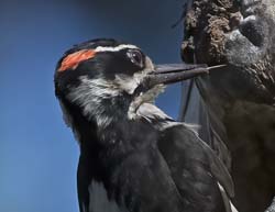 Hairy Woodpecker Photo