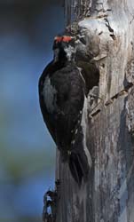 Hairy Woodpecker Photo