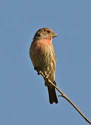 House Finch Photo