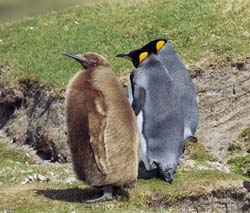 King Penguin Photo