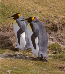 King Penguin Photo