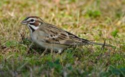 Lark Sparrow Photo