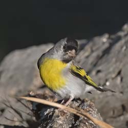 Lawrence's Goldfinch Photo