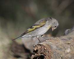 Lawrence's Goldfinch Photo