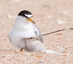 Least Tern Photo