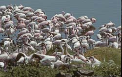 Lesser Flamingo Photo