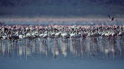 Lesser Flamingo Photo