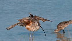 Long-billed Curlew Photo