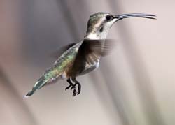 Lucifer Hummingbird 