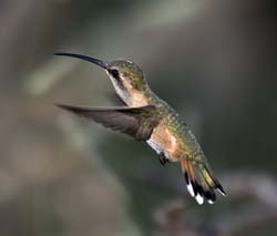 Lucifer Hummingbird 