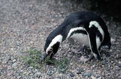 Magellanic Penguin Photo