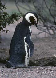 Magellanic Penguin Photo