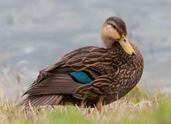 Mottled Duck Photo