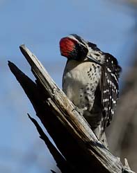 Nutall's Woodpecker Photo