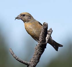 Red Crossbill Photo