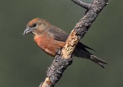 Red Crossbill Photo