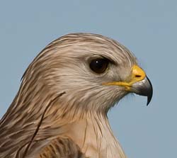 Red-shouldered Hawk Photo