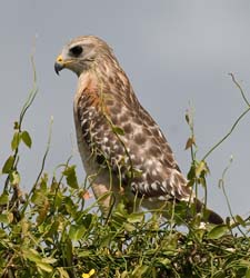 Red-shouldered Hawk Photo
