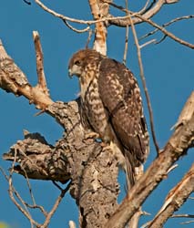 Red-tailed Hawk Photo