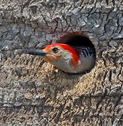 Red-bellied Woodpecker Photo