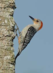 Red-bellied Woodpecker Photo