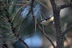Red-breasted Nuthatch Photo