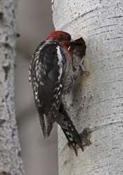 Red-breasted Sapsucker Photo