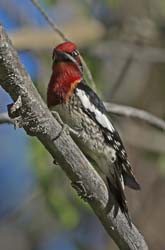 Red-breasted Sapsucker Photo