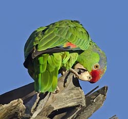 Red-crowned Parrot Photo