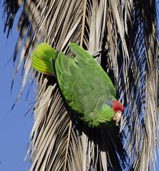 Red-crowned Parrot Photo