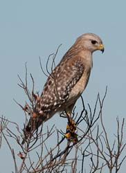 Red-sholdered Hawk