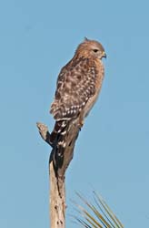 Red-shouldered Hawk Photo