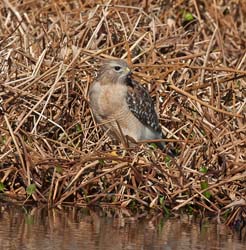Red-shouldered Hawk Photo