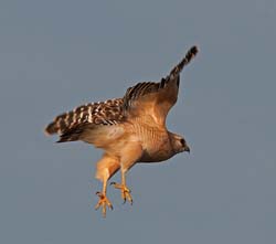 Red-shouldered Hawk Photo