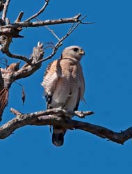 Red-shouldered Hawk Photo