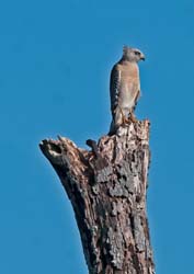 Red-shouldered Hawk Photo