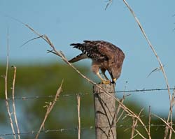 Red-shouldered Hawk Photo