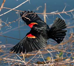 Red-Winged Blackbird Photo