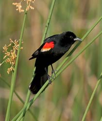 Red-Winged Blackbird Photo