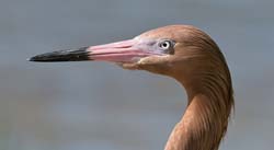 Reddish Egret Photo