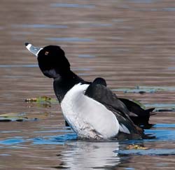 Ring-necked Duck Photo