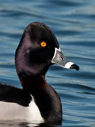 Ring-necked Duck Photo
