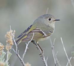 Ruby-crowned Kinglet Photo