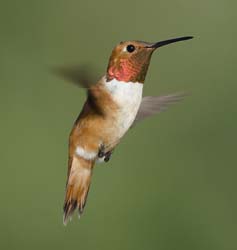 Rufous Hummingbird Photo