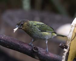 Silvery Tanager Photo