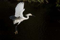 Snowy Egret Photo
