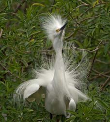 Snowy Egret Photo