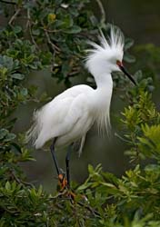 Snowy Egret Photo
