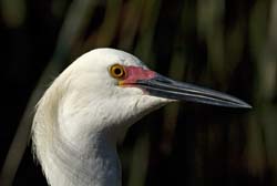 Snowy Egret Photo